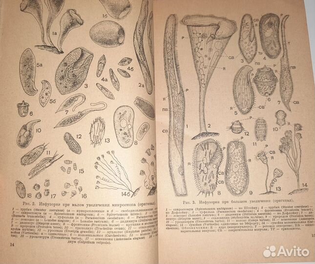 Я.А. Цингер Простейшие 1947