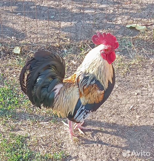 Карликовый петух