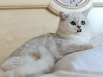 Котик вязка с изумрудными глазами