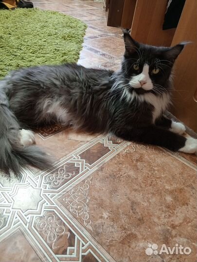 Котёнок мэйн-кун