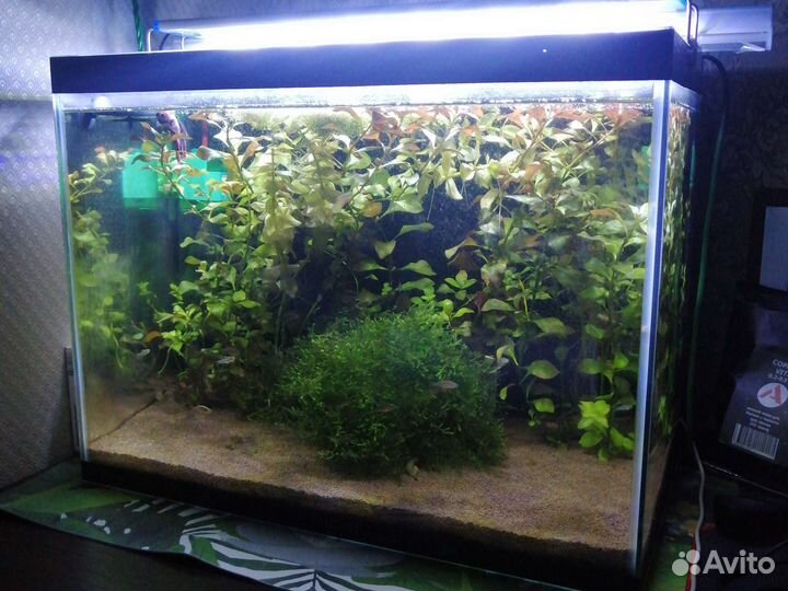 Аквариум