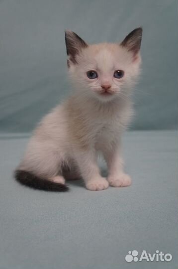 Котята в добрые руки, бесплатно