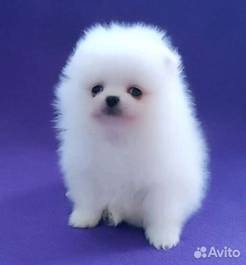 Померанские мишки