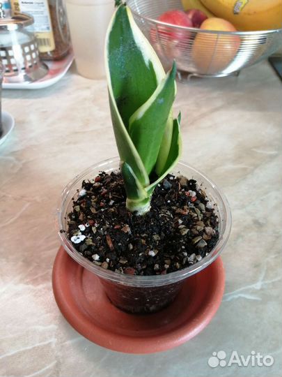 Сансевиерии ханни крео