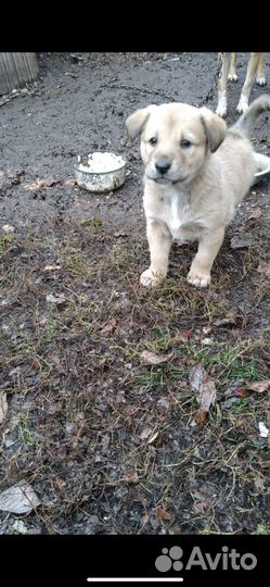 Щенок в добрые руки маленькой собаки