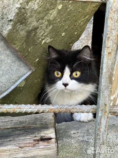 Кошки бесплатно