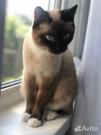 Кошка в дар сиамская