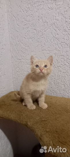 Мальчик - персик