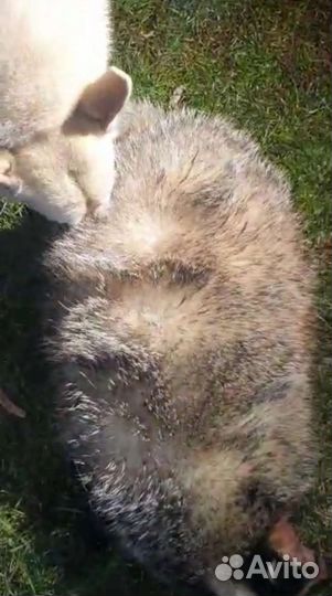 Натуральный Барсучий жир