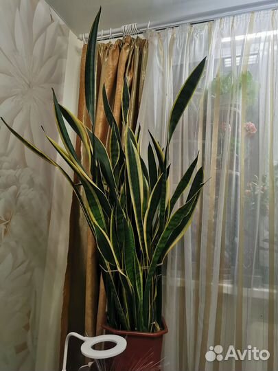 Сансевиерия