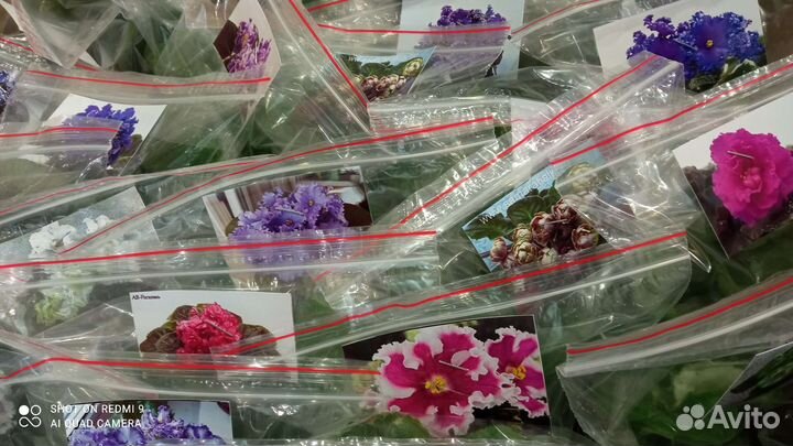 Фиалки детки, листочки