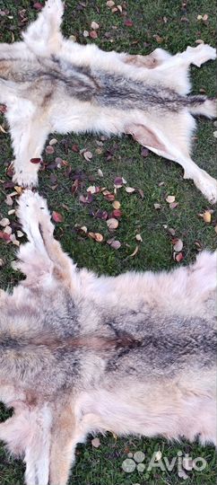 Шкура волка