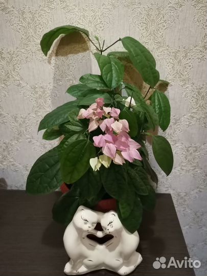 Клеродендрум. Комнатный цветок