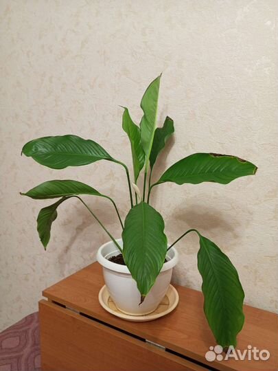 Спатифиллум