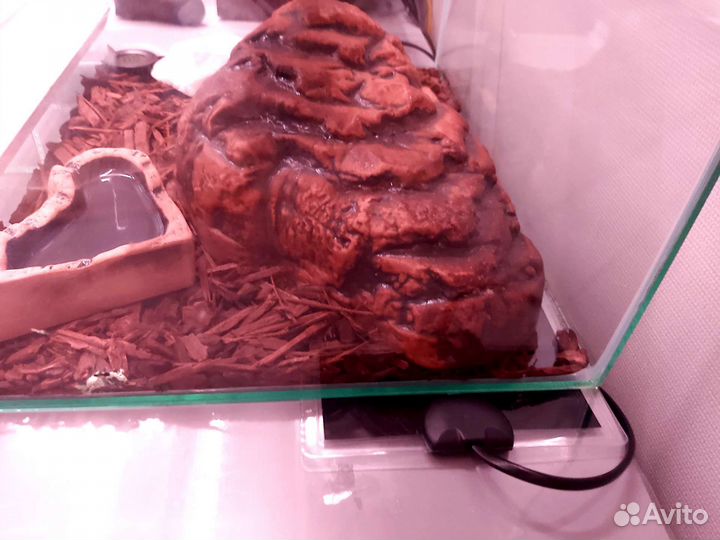 Королевская змея