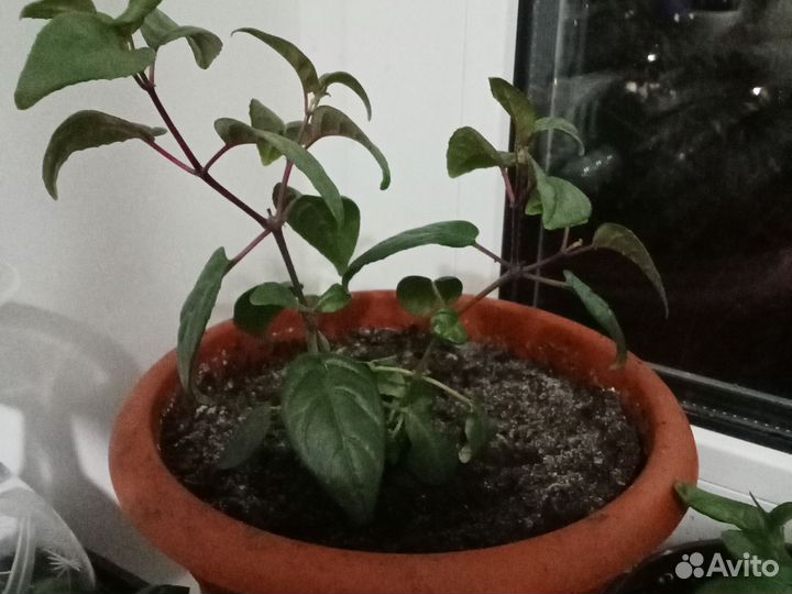 Комнатные растения