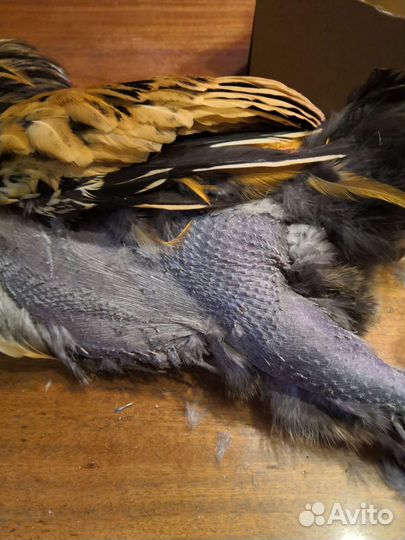 Цыплята и Инкубационное яйцо Лакеданзи