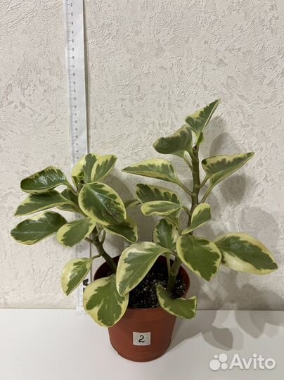 Пеперомия туполистная вариегатная