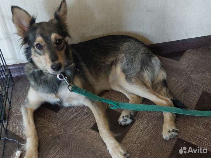 Собака в добрые руки