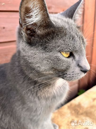 Котята в добрые руки русская голубая