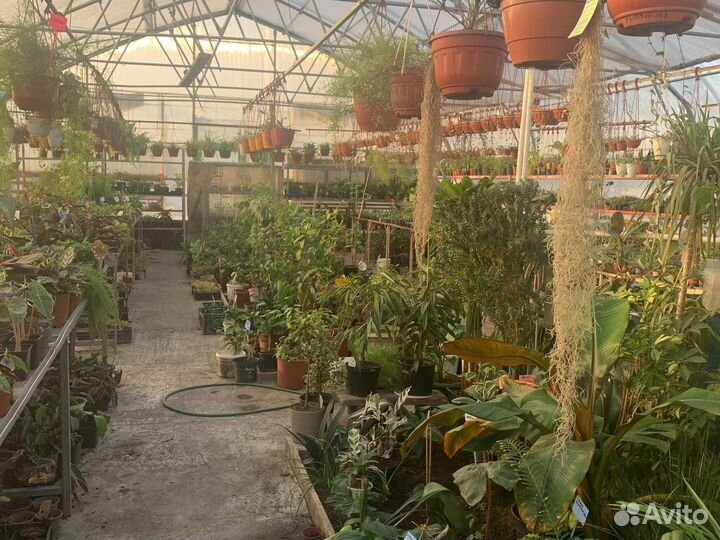 Гортензия Анабель