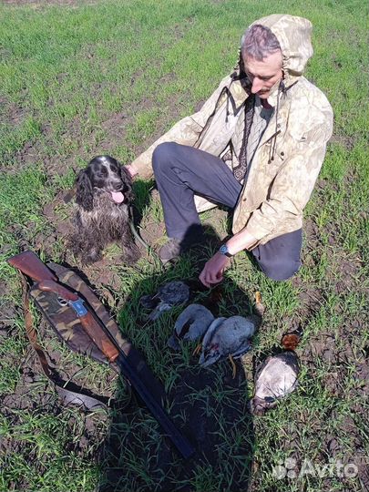 Русский спаниель