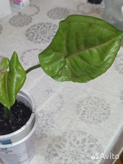 Сингониумы 4 сорта, сциндапсус