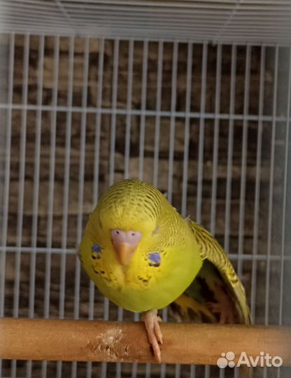 Волнистый попугайчик, птенец