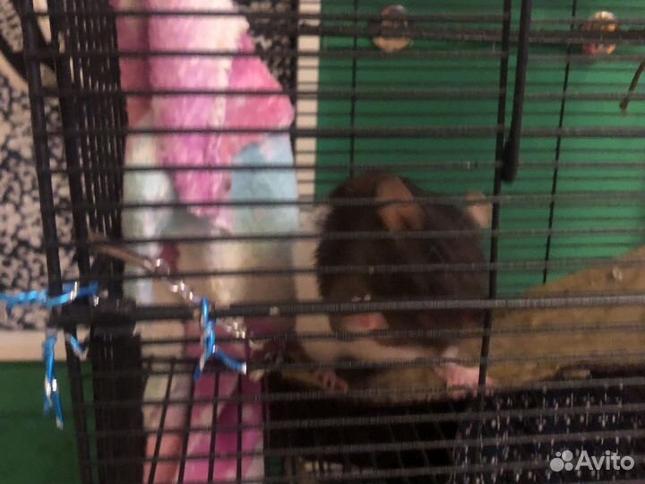 Крысы домашние с клеткой к