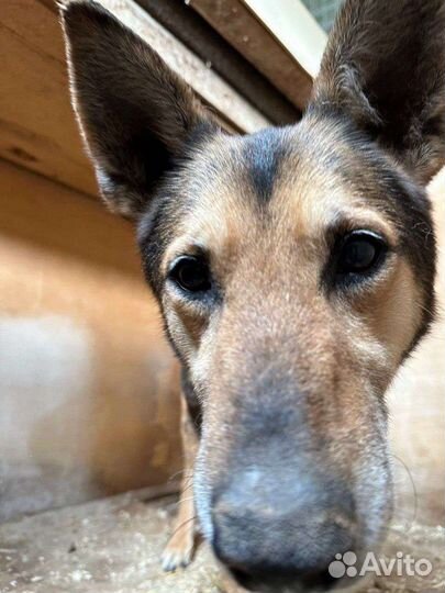 Собаки бесплатно в добрые руки