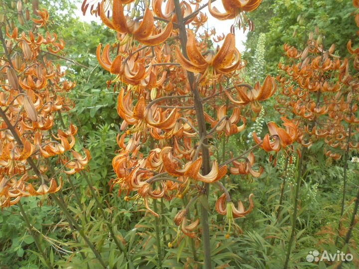 Лилия мартагон