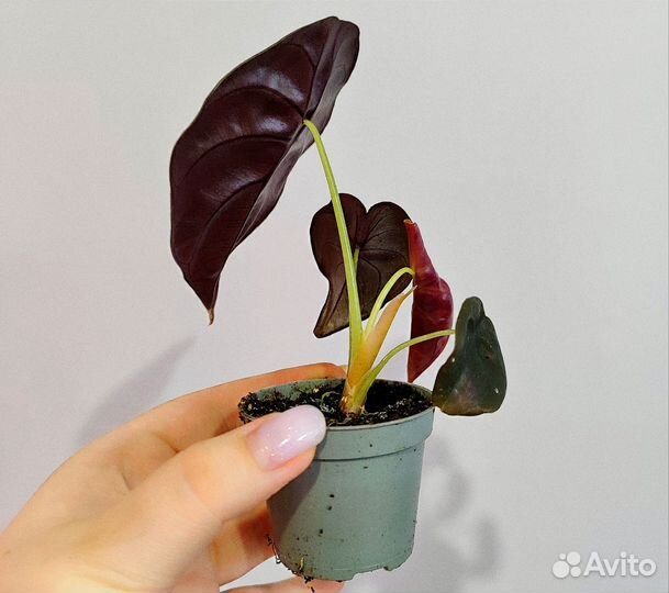 Алоказия купрея медная d6