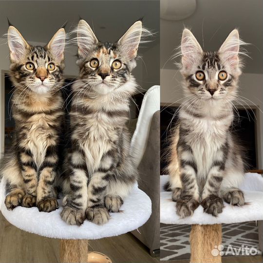 Котята Мейн Кун