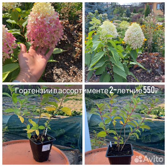 Гортензия метельчатая