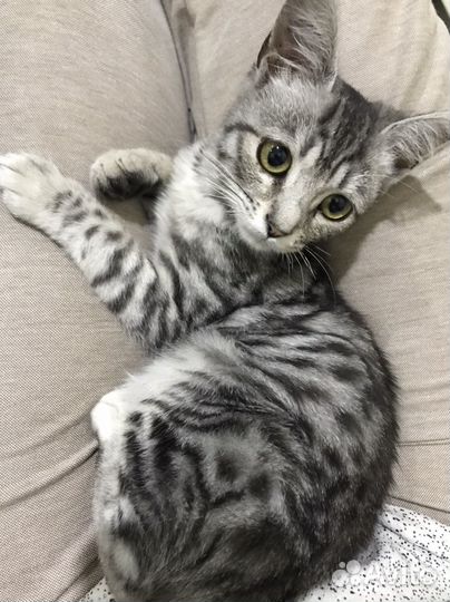 Кошка в дар