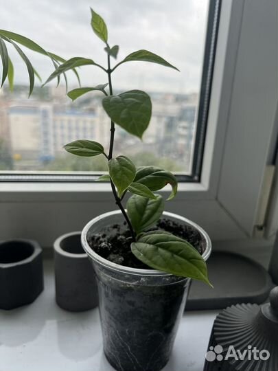 Клеродентрум