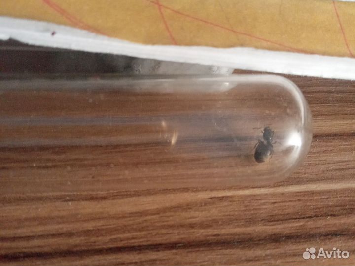 Самки lasius Niger с расплодом