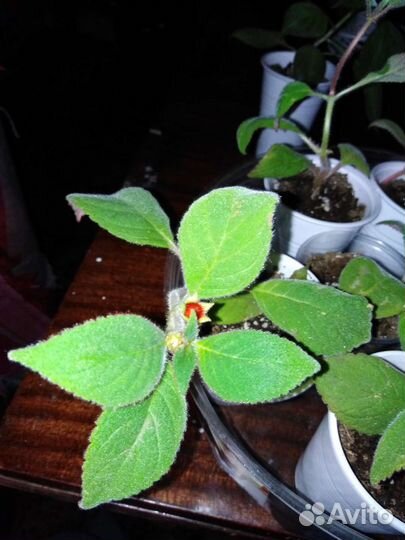 Бальзамин и Калерия