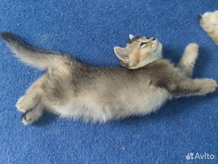 Британский котик