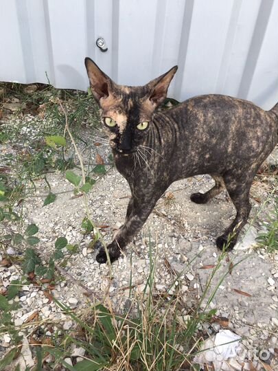 Кошка сфинкс