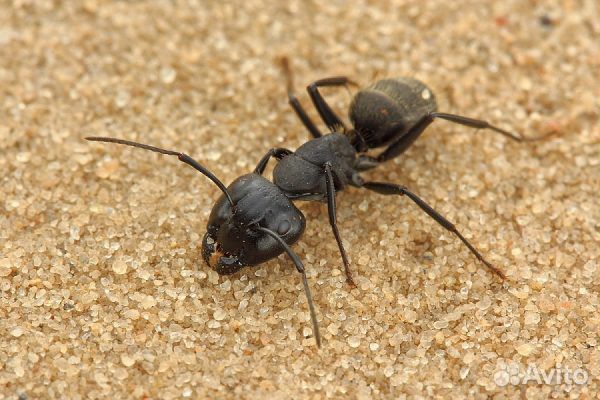 Корм для муравьев, декор и аксессуары для фермы