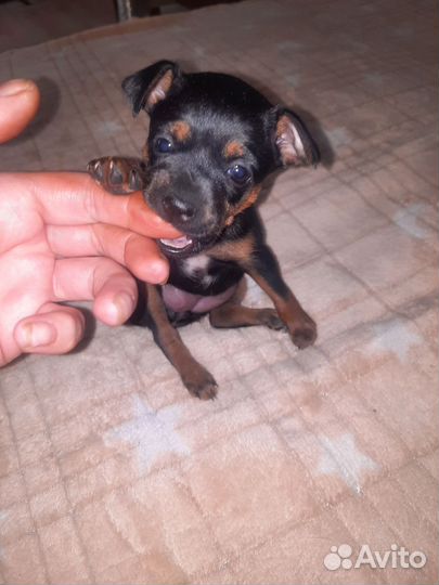 Продаются щенки той терьер