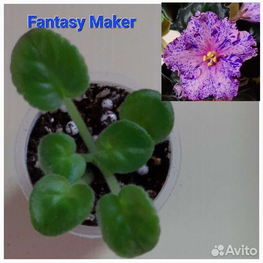 Фиалочная десятка