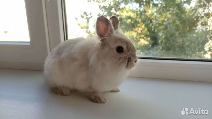 Декоративные кролики с клеткой