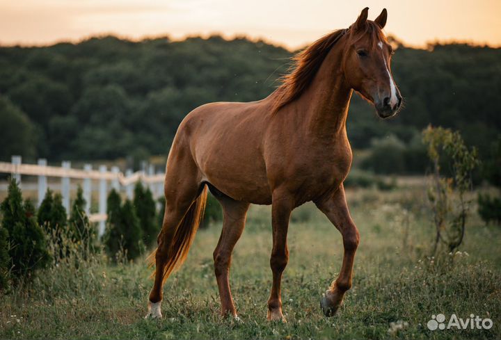 Лошадь на продажу