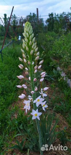 Эремурус сортовой