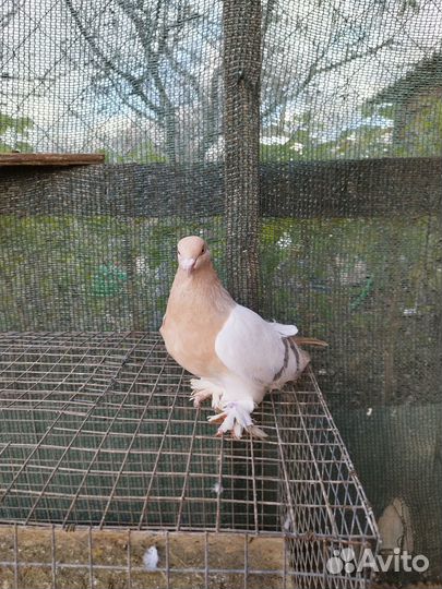 Голуби турецкие такла