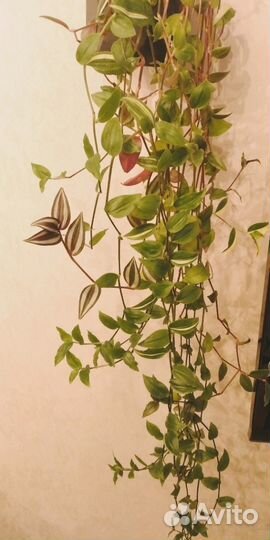 Цветок комнатный традесканции разные