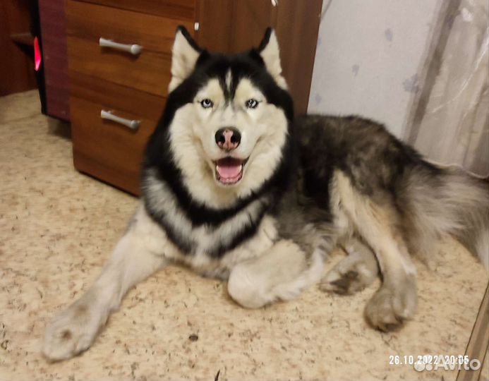 Хаски вязка