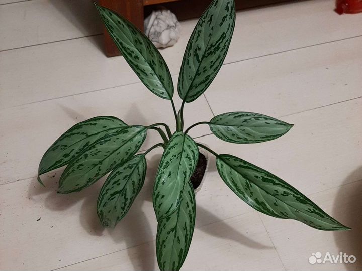 Аглаонема цена500р